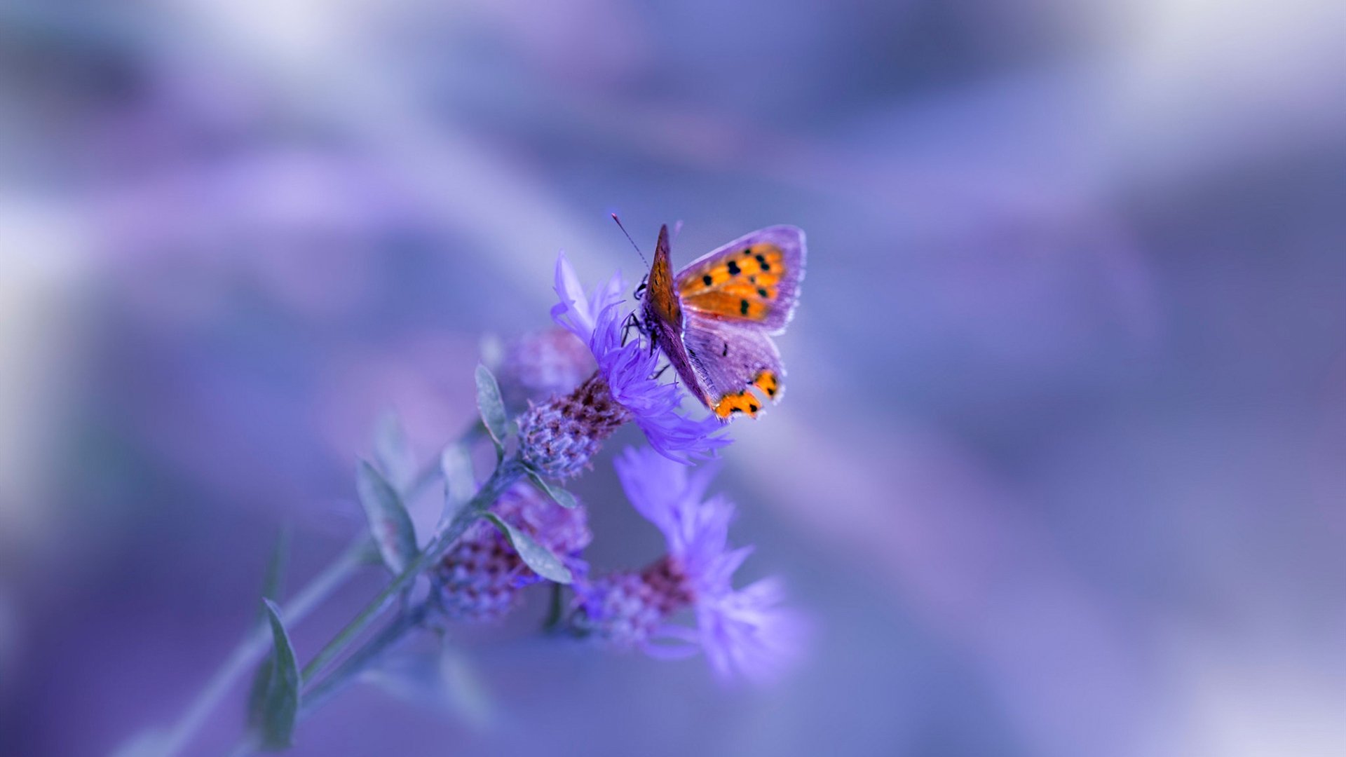 开云体育入口-一记头球定江山，德里赫特如何成为英超争冠之夜的终极胜负手