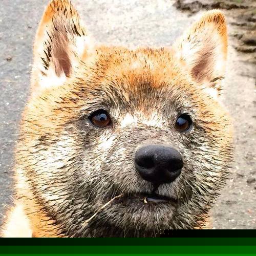 开云体育APP下载-绝境之光，尼斯压哨绝杀乌克兰，关键先生萨拉赫式连续得分点燃奇迹