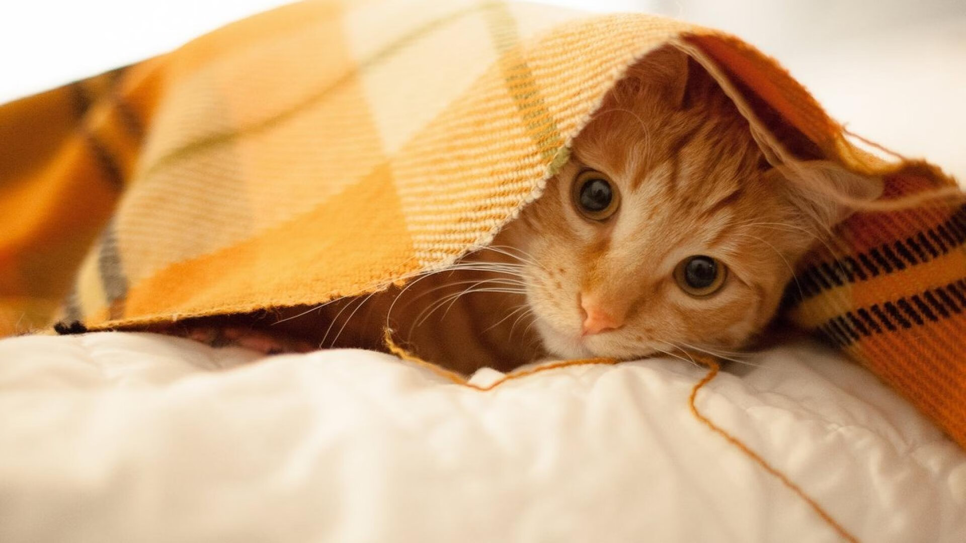 开云体育下载-托尼先生，请收下冰岛的蓝湖与极光